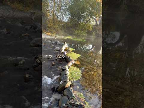 Sycamore Grove Park video thumbnail